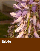 Bible