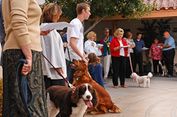 Blessing of the Animals